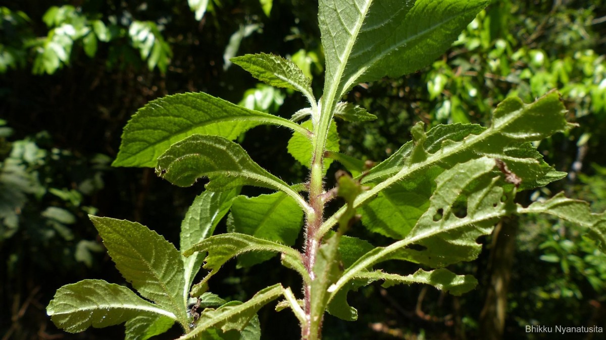 Pluchea paniculata (Willd.) Karthik. & Moorthy